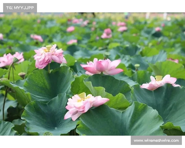 吉粉花的独特魅力及其在传统文化中的象征意义探析